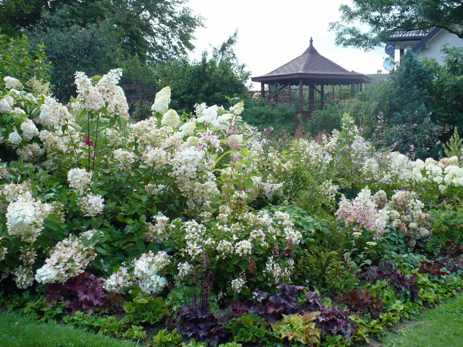 Hydrangea, Hortensja: Hortensjowa Rabata