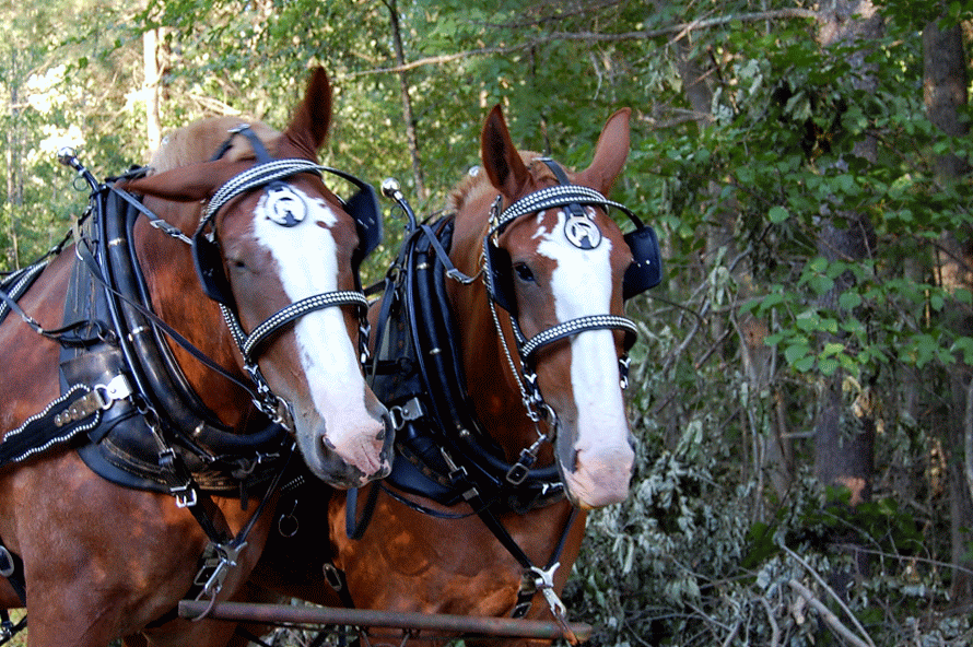 Hooves and Hounds Farm Did You Know?