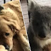 Golden Retriever Saves Baby Koala’s Life By Cuddling It