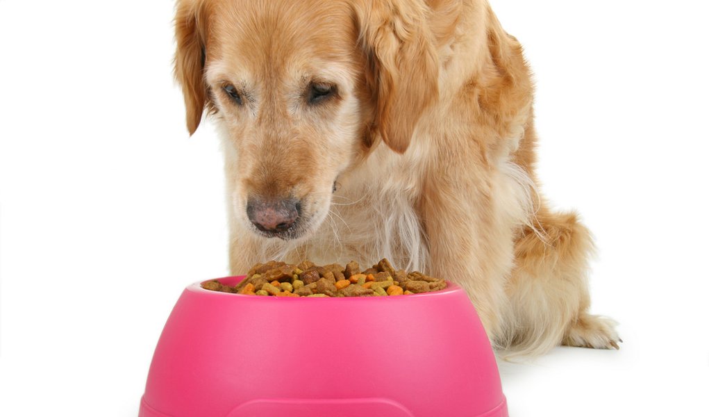 DOG SHOP Best Dog Food For Senior Dogs