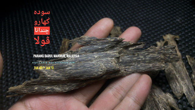 High grade of ant nest grade agarwood that could sink underwater