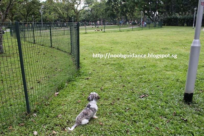 MaoMao Eats! Bishan Park Dog Run