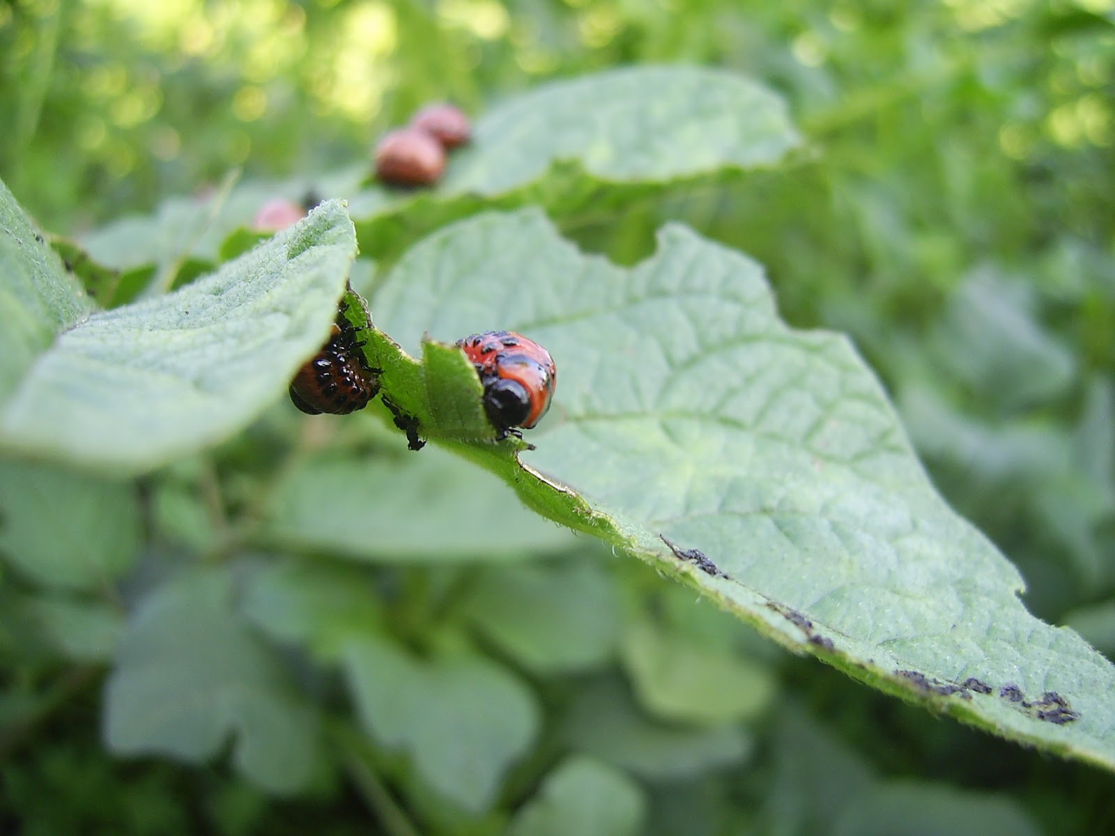 larva escaravelho da batata