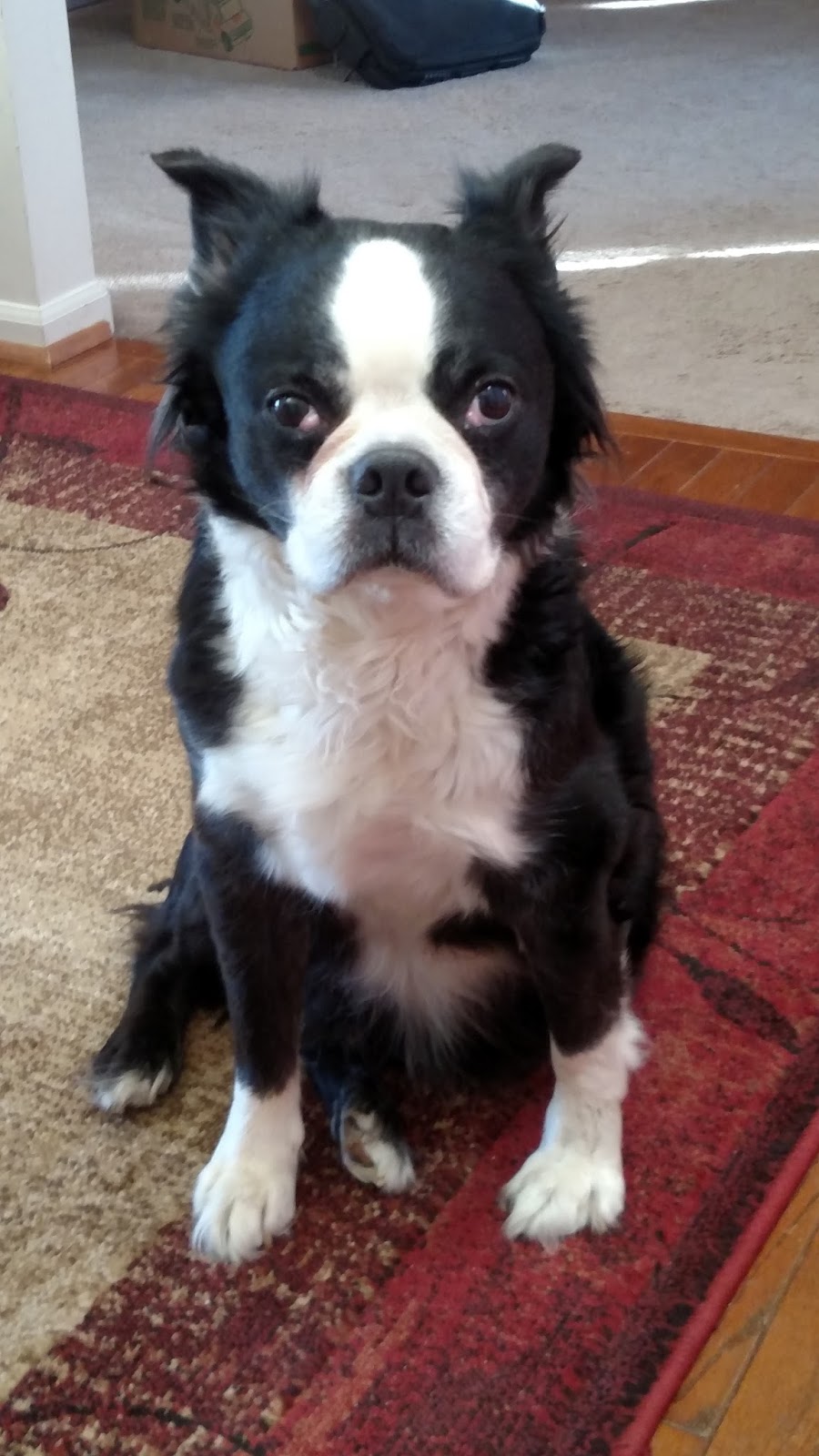 Boston terrier adoption nj - Dentacoin subreddit movies