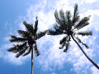 Views Of Coconut Trees The Sky And Clouds In The Dry Season, Banjar Kuwum, Ringdikit Village, North Bali, Indonesia