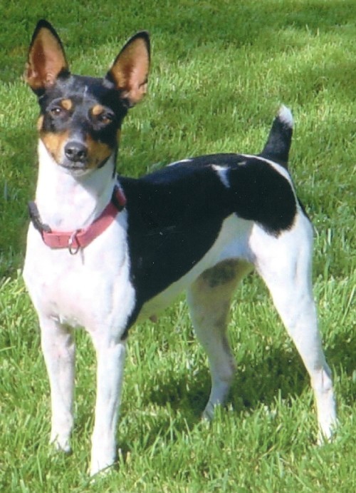 Rat Terrier (Feist) Review Bullcatdog
