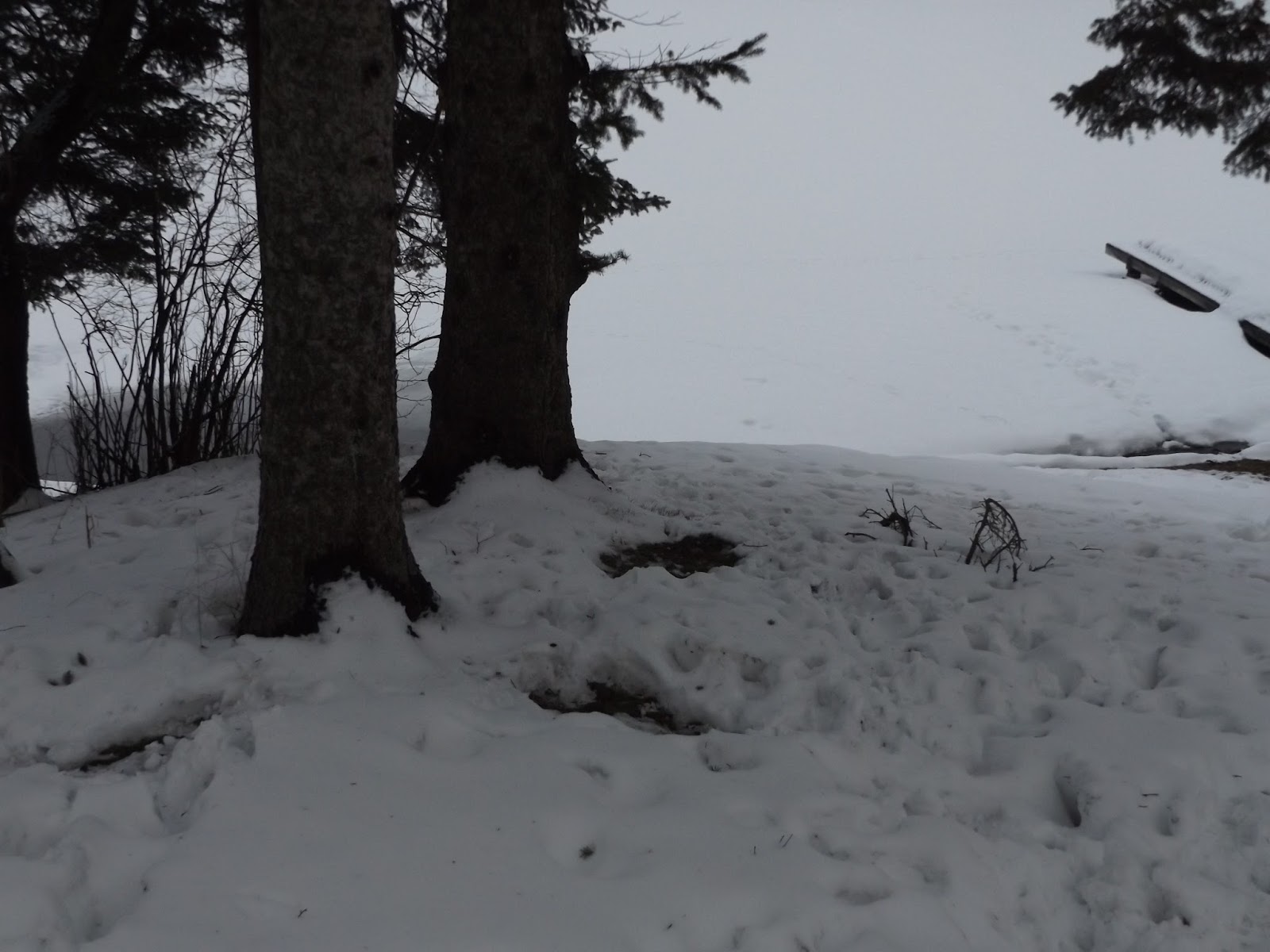 Bondi Resort BLOG Deer Beds, and Deer in Beds.