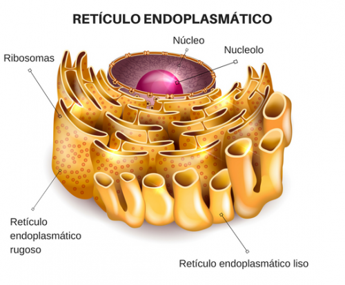 Retículo Endoplasmatico