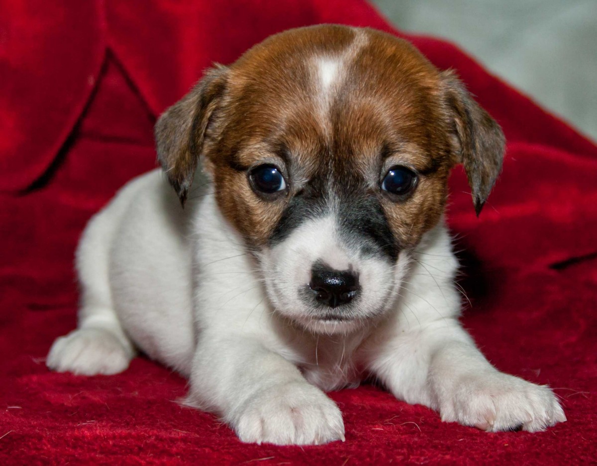 Jack Russell Wallpapers | Fun Animals Wiki, Videos, Pictures, Stories