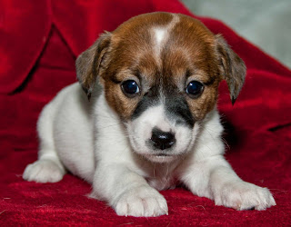 Jack Russell puppy Wallpapers