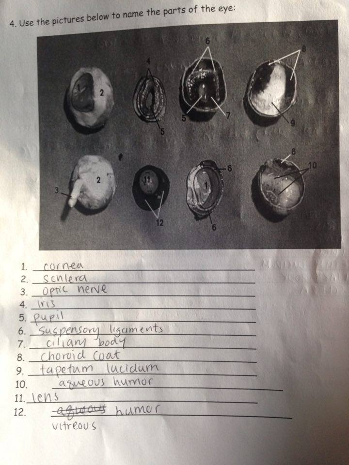 Sheep Eye Dissection Lab Sheet