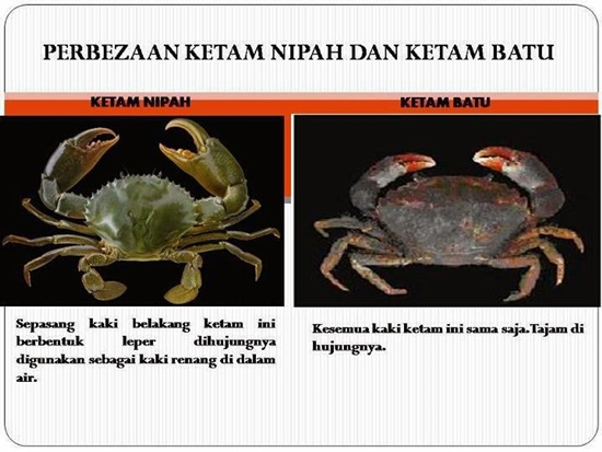 Harga ketam nipah 1kg, status halal ketam nipah, bolehkan ketam nipah dimakan orang Islam, masakan ketam nipah, gambar ketam nipah, beza ketam nipah dan ketam batu, ketam batu haram dimakan