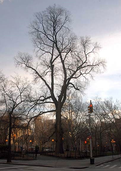 Hangmans Elm tree in New York
