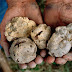 White Truffle Mushroom - Jamur Termahal Di Dunia