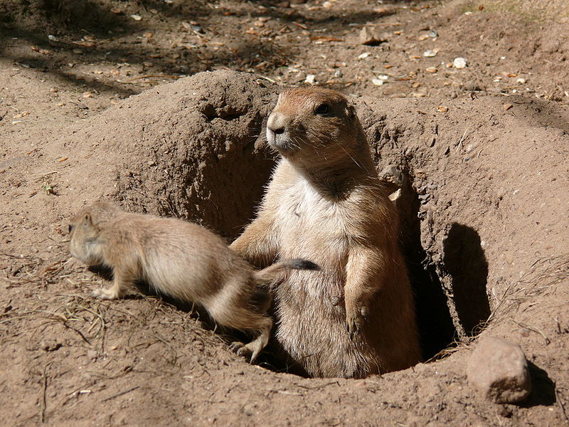 burrow.jpg