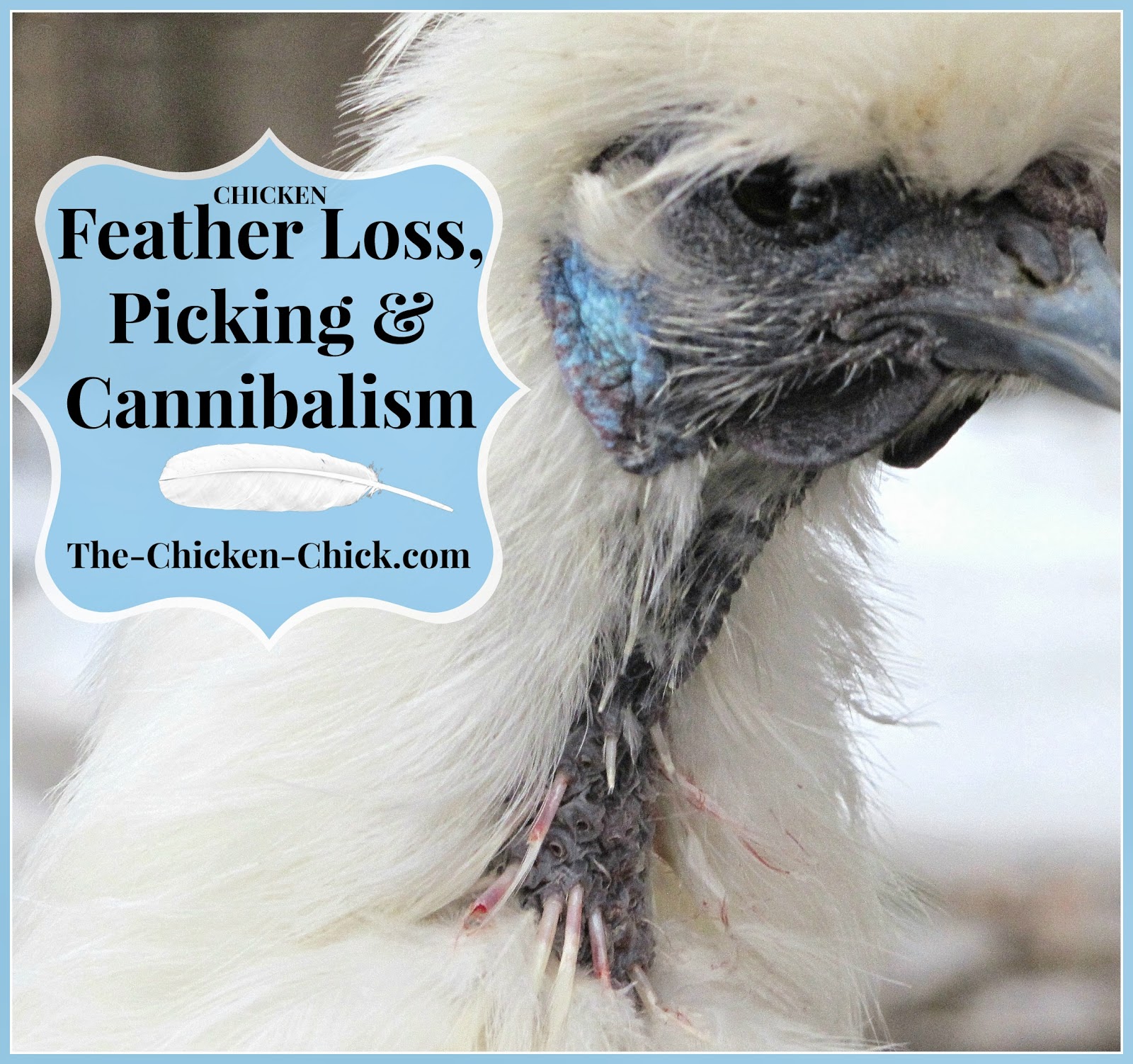 Chicken Feather Loss \u0026 Cannibalism: Causes \u0026 Solutions 