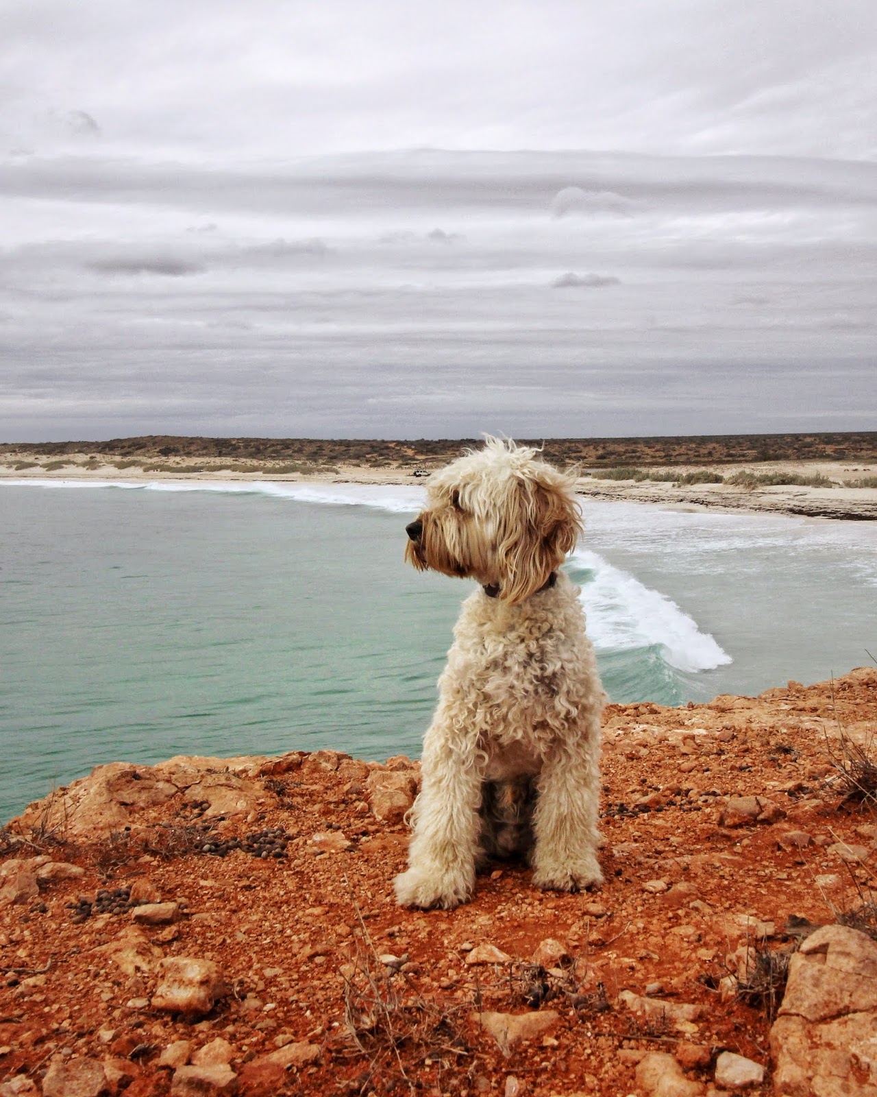 Salty Travellers Our favourite 'dog friendly' camp spots