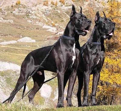 Everything about your Great Dane