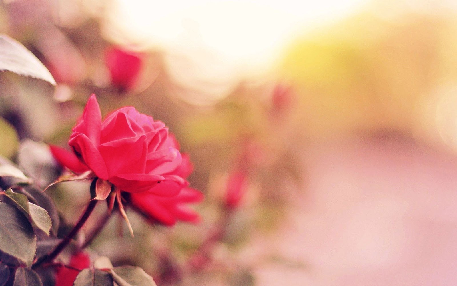 Bunga Mawar Pink Related Keywords & Suggestions - Bunga 