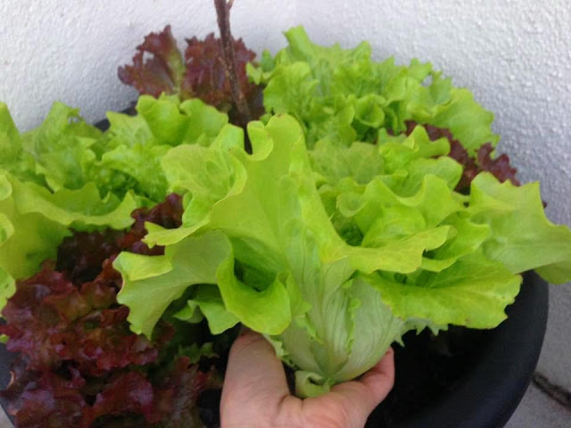 Um dia na Horta Colheita de Alface Frisada