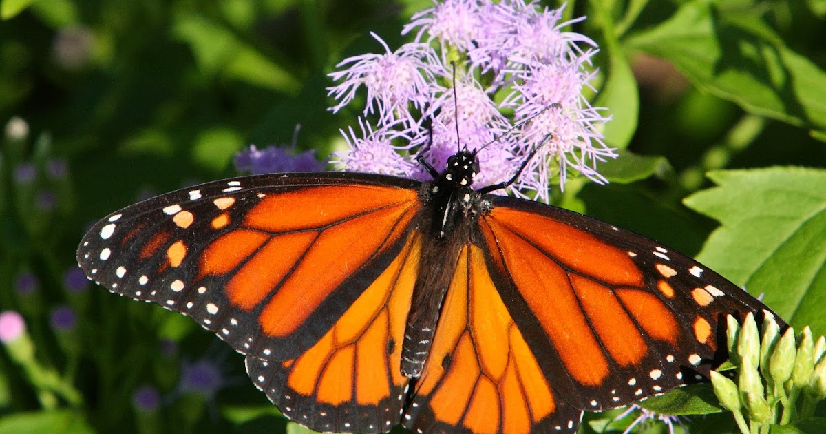 NatureWatch: Magical Monarch Migration