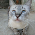 Dia 17 de Fevereiro - Dia Mundial do Gato