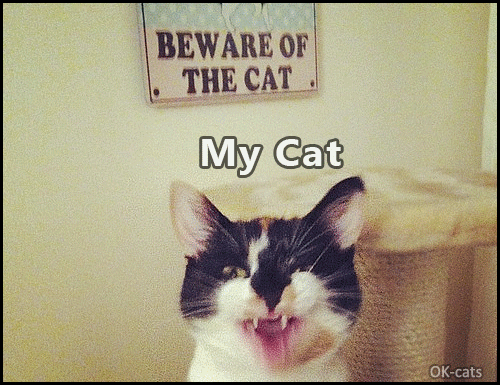 Art Cat GIF with caption • My Cat claws expectation and reality. OMG my couch is dead! Art Cat GIF with caption • My Cat claws expectation and reality. OMG my couch is dead!