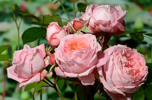 Institut Lumiere rose сорт розы фото  