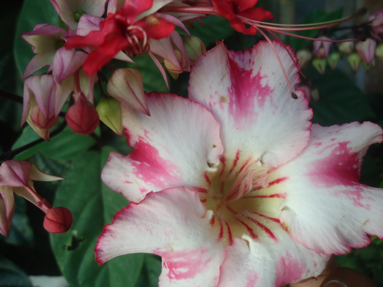 Kata Romantis Bunga Adenium Putih Merah 31 Rumah Daun Muda