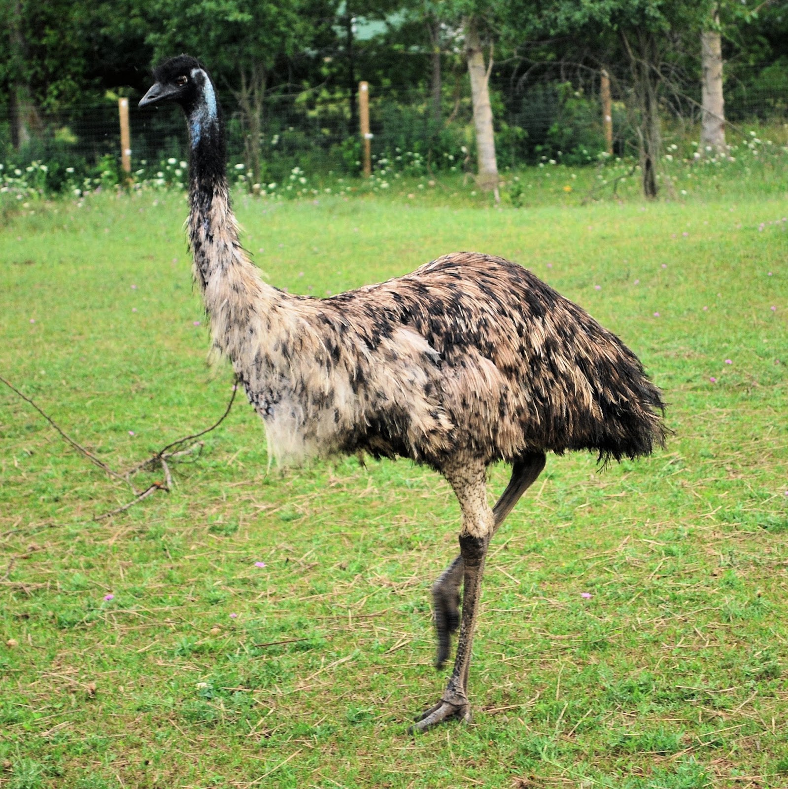 GEE Funny Farm: Emu Essentials