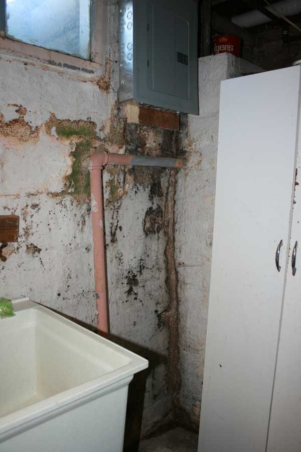 Black Mold Removal DIY Tips and More January 2013