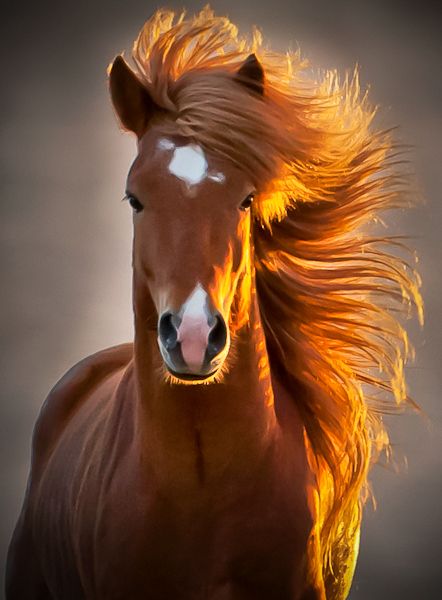 Compartir 12+ imagen portadas para facebook de caballos hermosos