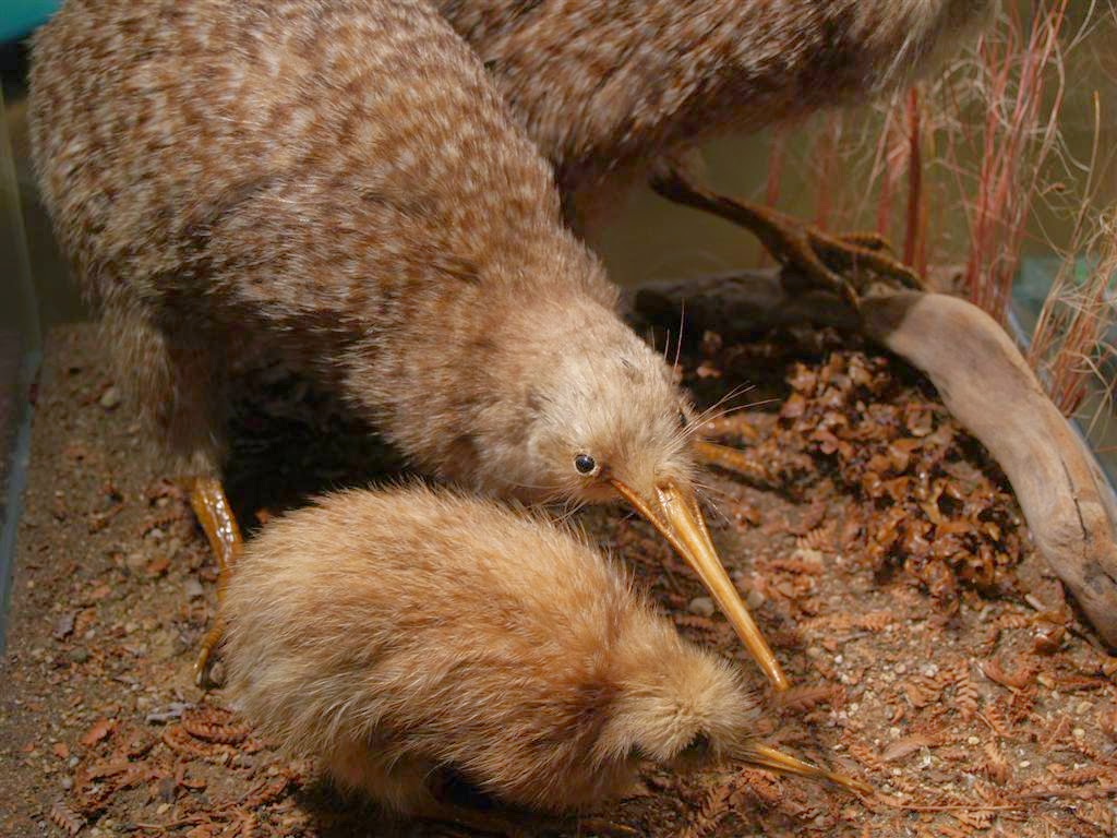 птица киви в австралии. птица киви фото. фрукт похожий на киви. киви интересное. неспелый киви.