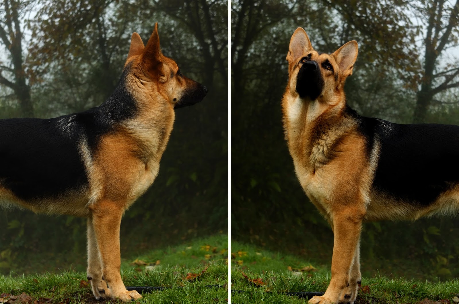 Collage of two photos of a German Shepherd sniffing the air in the mist.