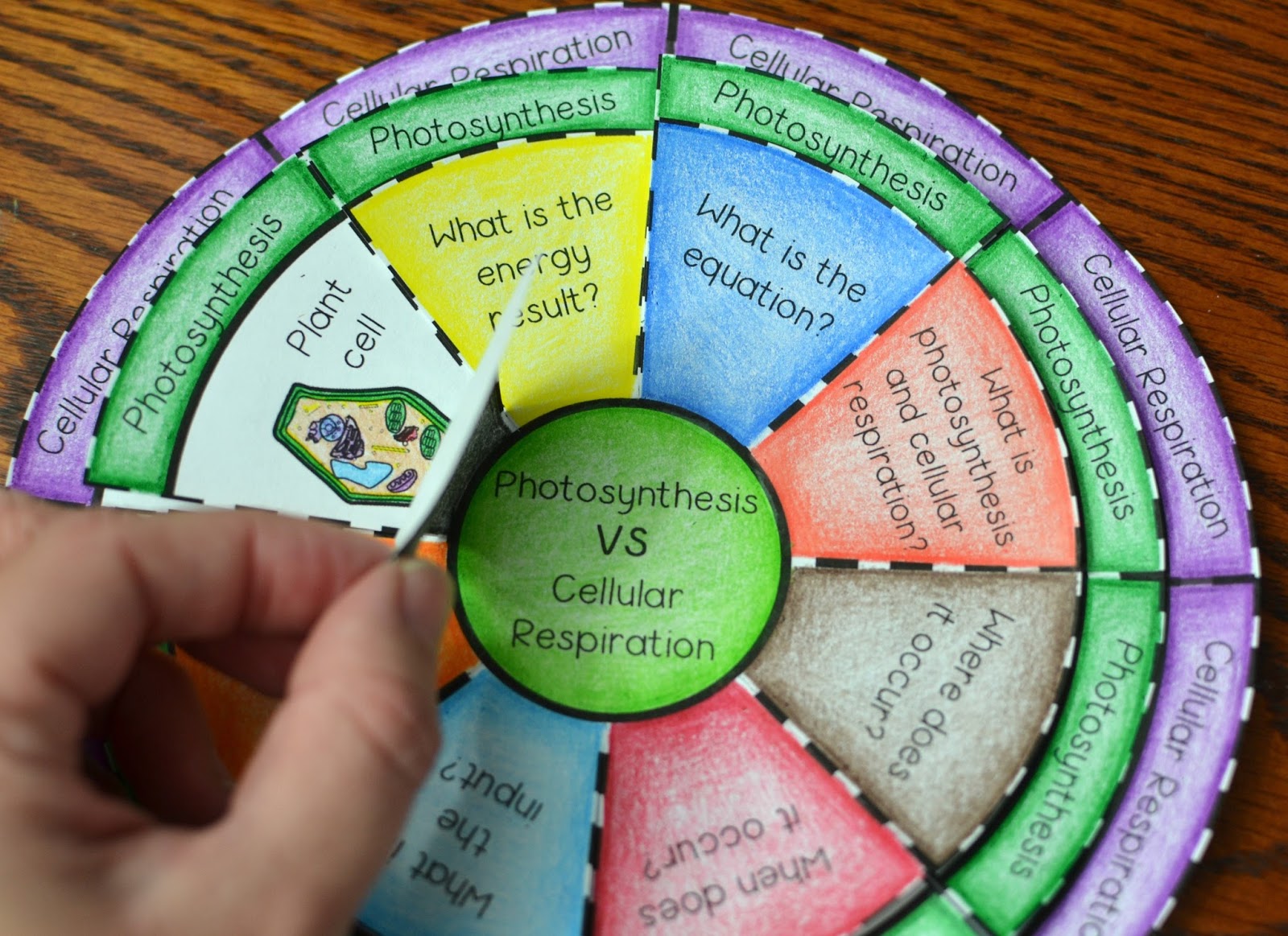 Math in Demand: Photosynthesis vs Cellular Respiration Wheel Foldable