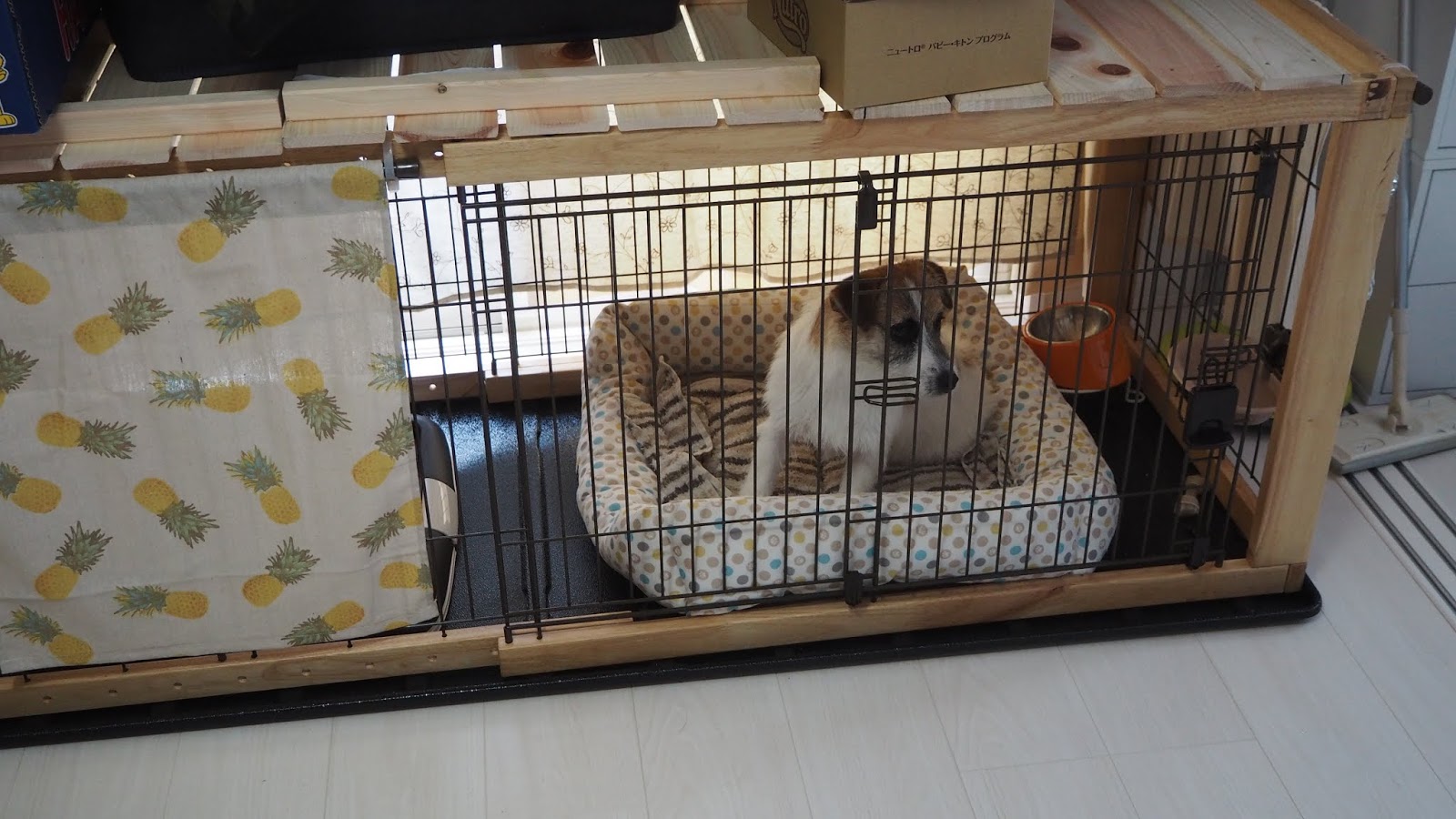 もふもふゴワゴワ犬 攻略log ジャックラッセルテリアの女の子がやってきた