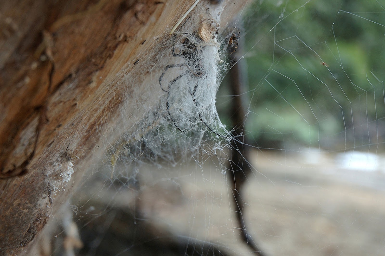 Amazing Artificial Spider Silk FasproTechnologies