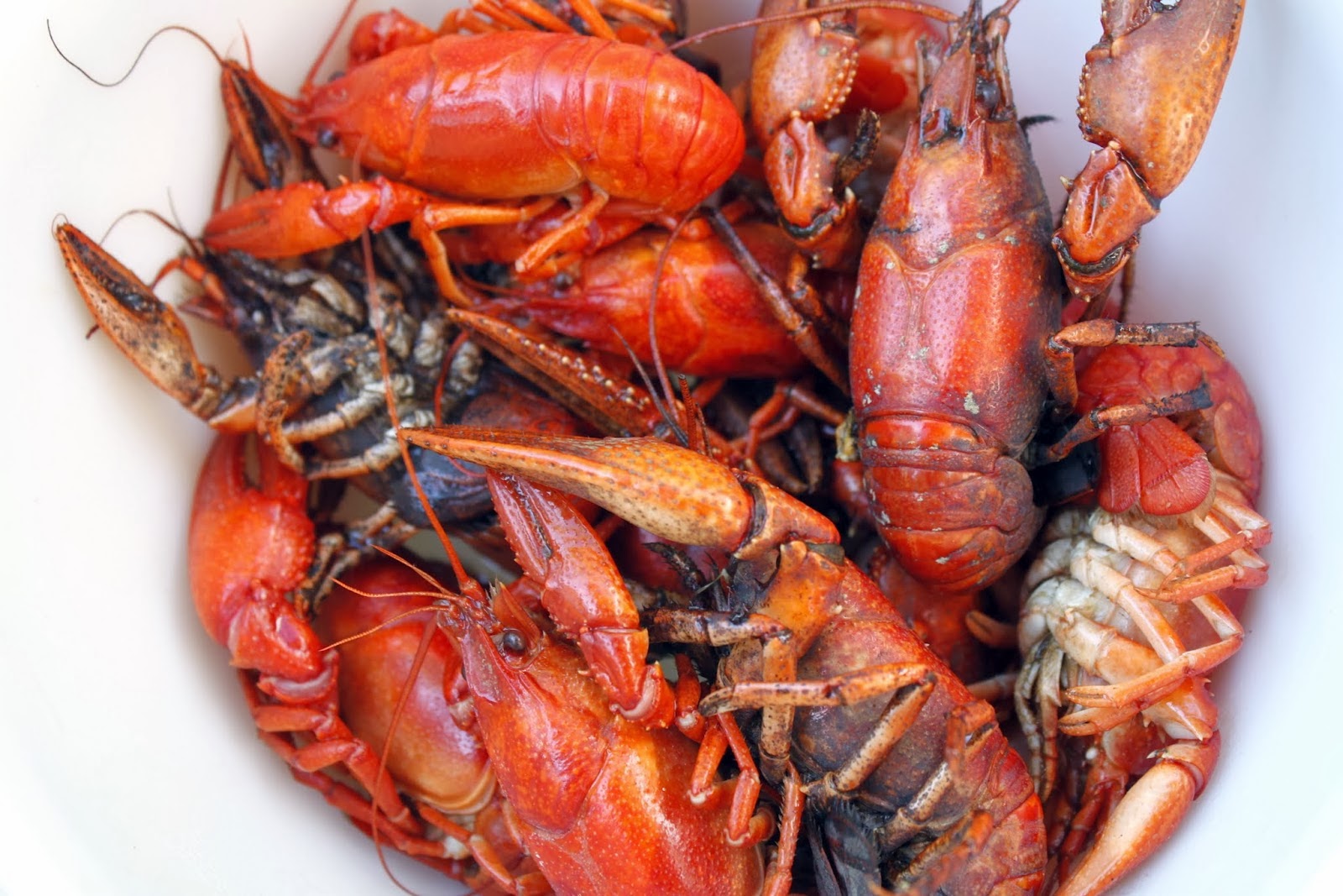 No Borders Delicious Recipes from the Congressional Wives