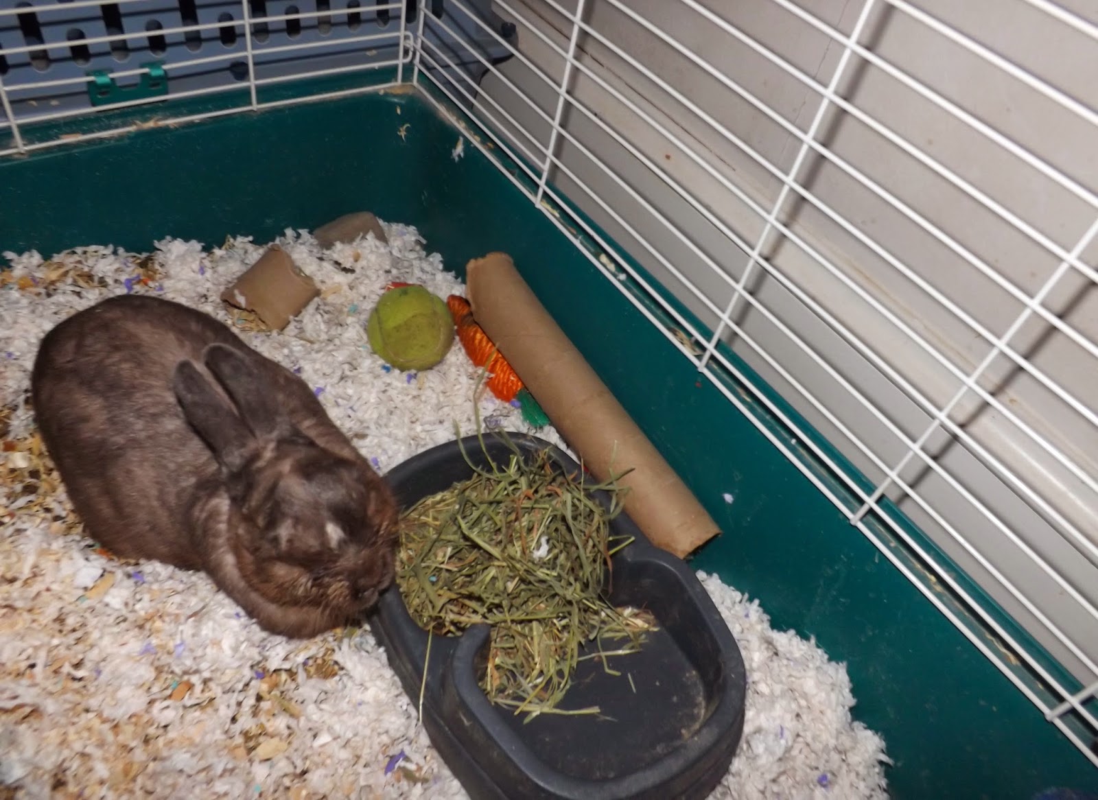 The Wiccan Life Sam's New Bunny Bedding