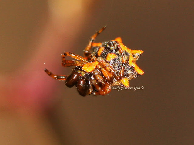 langkawi spiny orb weaver spider tours