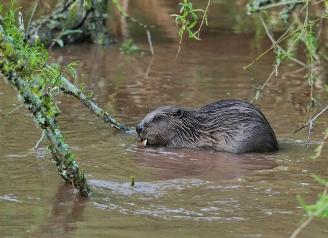 http://www.devonwildlifetrust.org