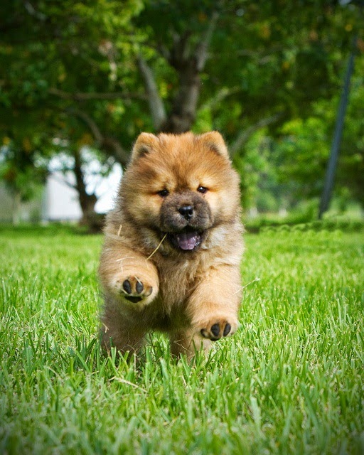 Cute puppy and dog Tan and black Chow Chow puppy running