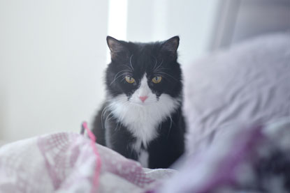Why Do Cats Lick Other Cats Ears Why Do Cats Lick Other Cats Ears