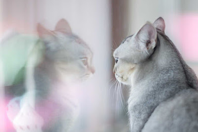 imagenes de gato imagenes de gato