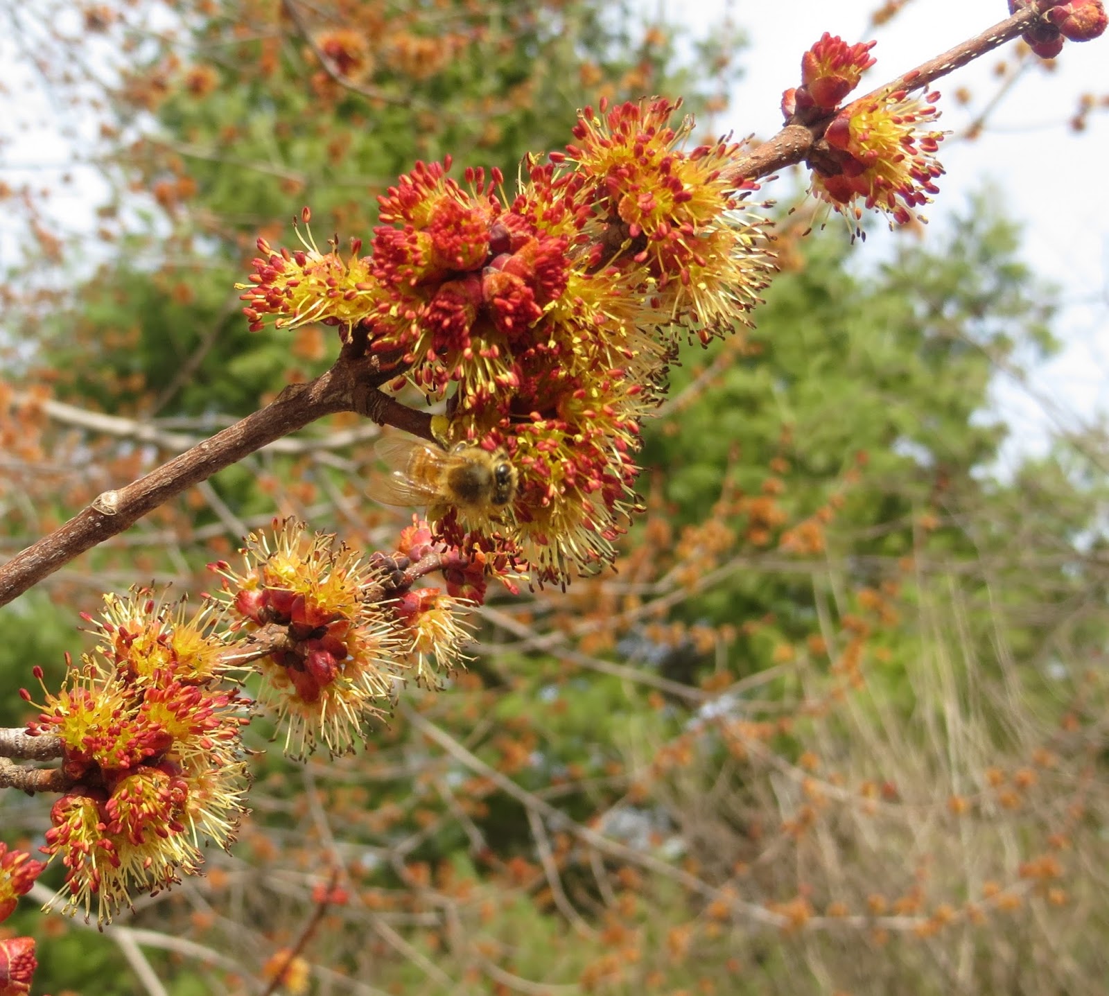 pollen ones
