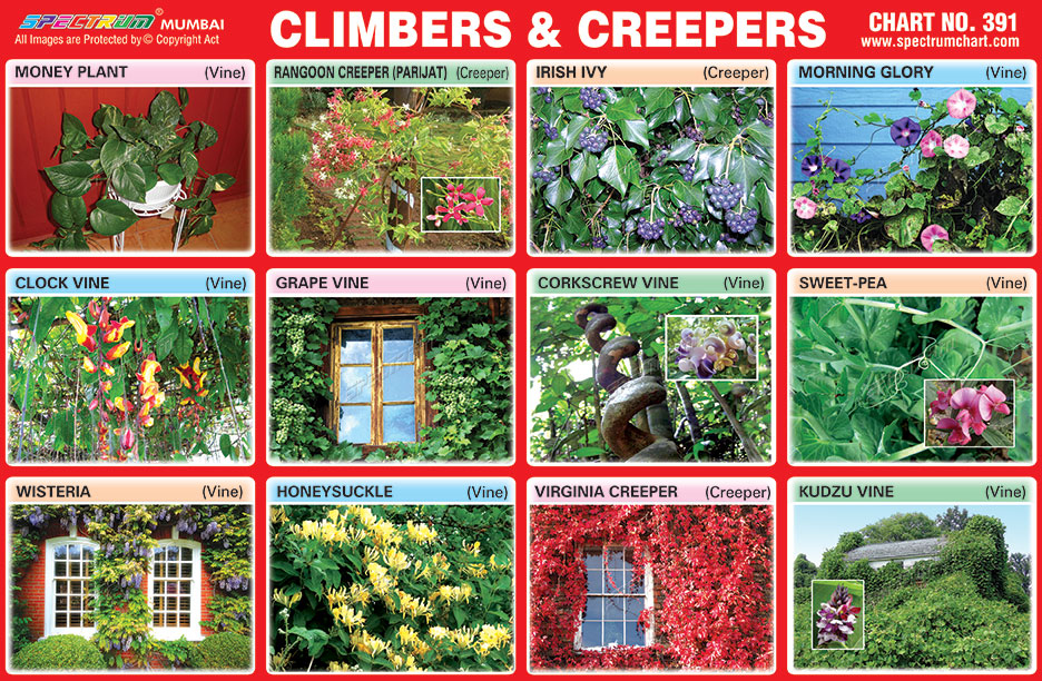 Difference between Climbers and Creepers explained with examples For Kids  Grade 3 4 and 5 EVS 