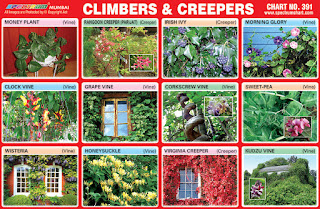 Creepers name, examples of creeper plants, क्रीपर्स प्लांट्स नेम