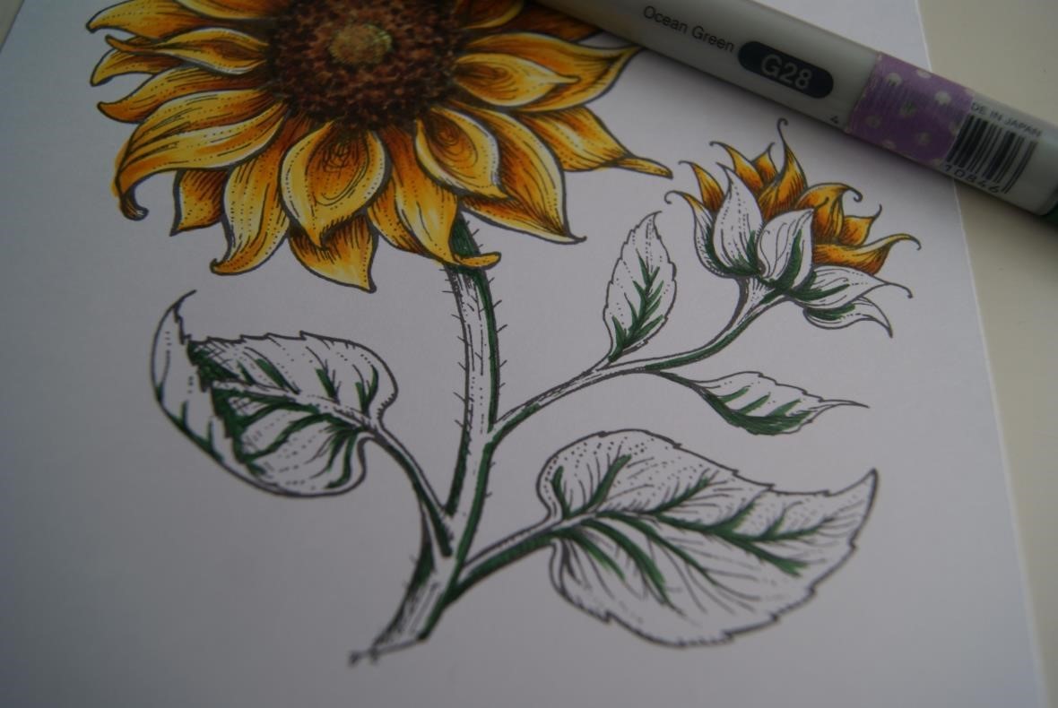 Imágenes de flores para Colorear y Pintar