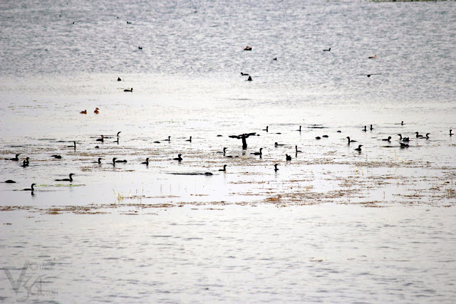 A gulp of Cormorants A gulp of Cormorants