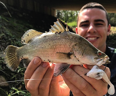 Bentuk fisik Barramundi Bentuk fisik Barramundi